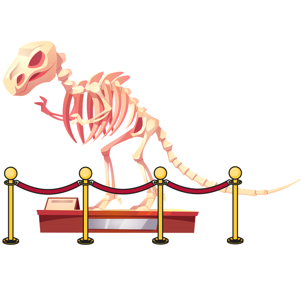 Skeleton in a museum 